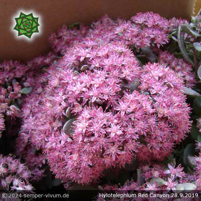Hylotelephium 'Red Canyon' (syn. Sedum 'Red Canyon')